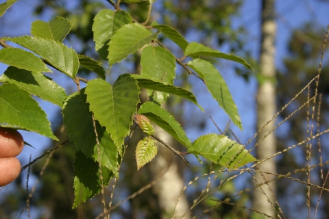 Betula alnoides