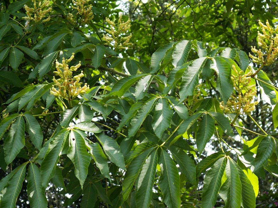 Aesculus pavia