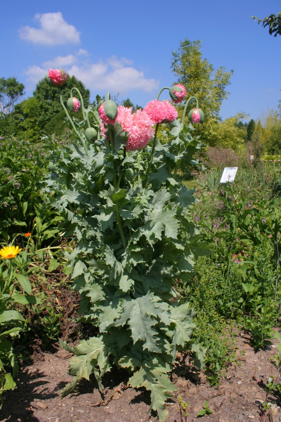 Papaver somniferum