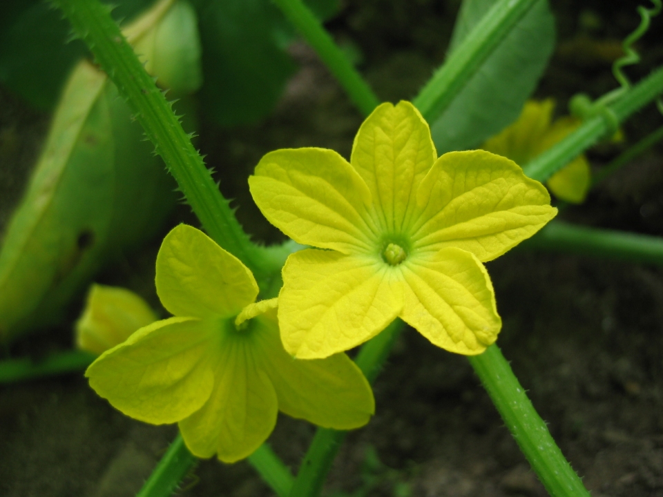 Cucumis melo conomon