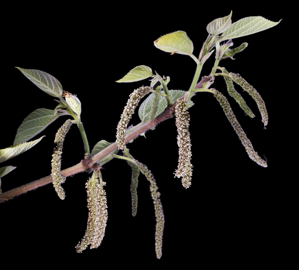 Broussonetia papyrifera