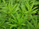 Achillea alpina