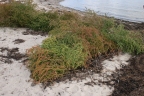 Atriplex littoralis