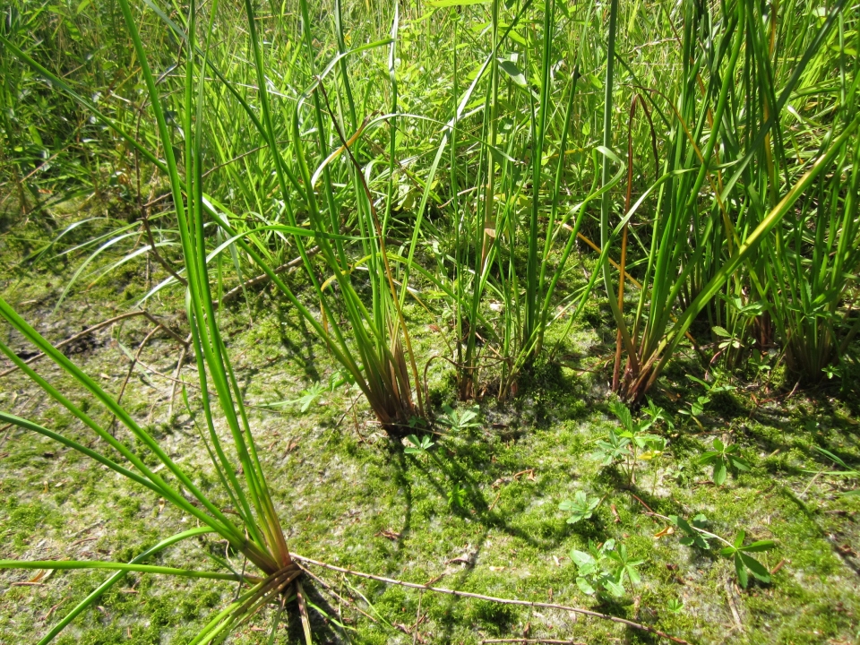 Butomus umbellatus