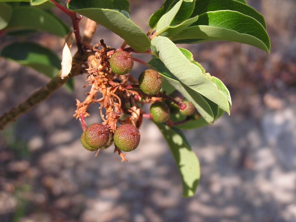 Arbutus andrachne