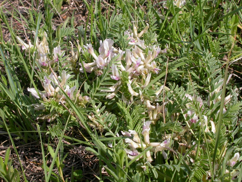 Astragalus crassicarpus