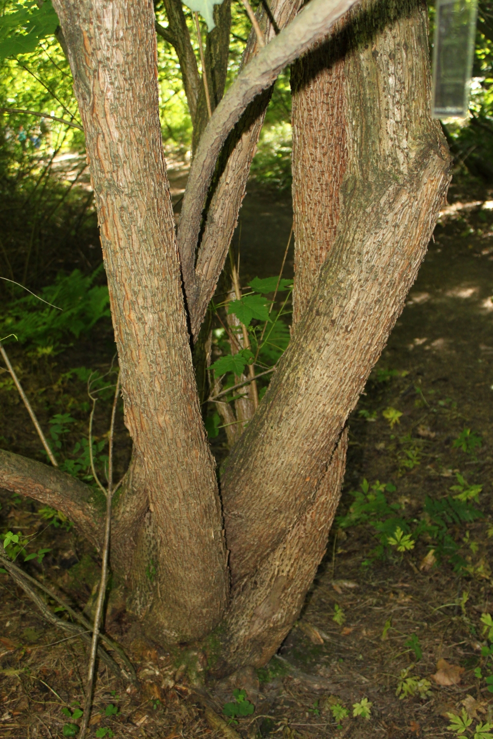 Acer caudatum