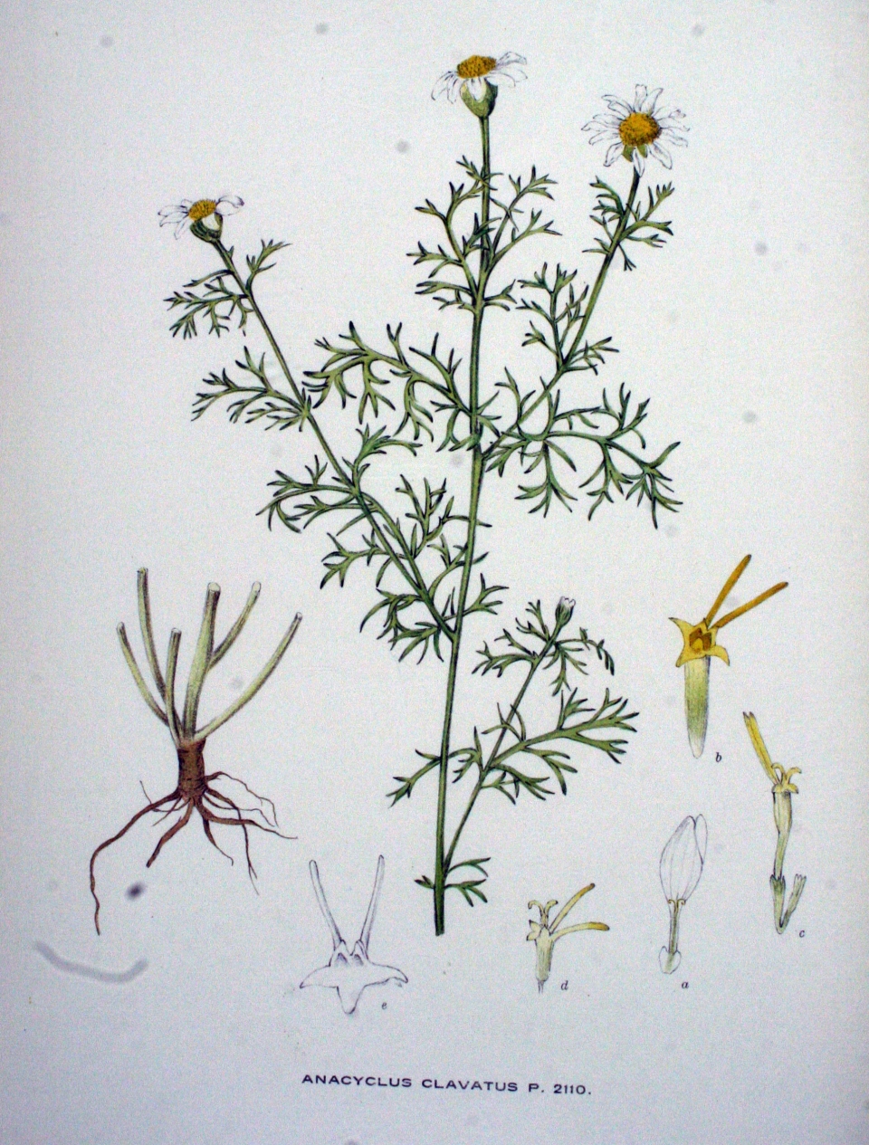 Anacyclus clavatus