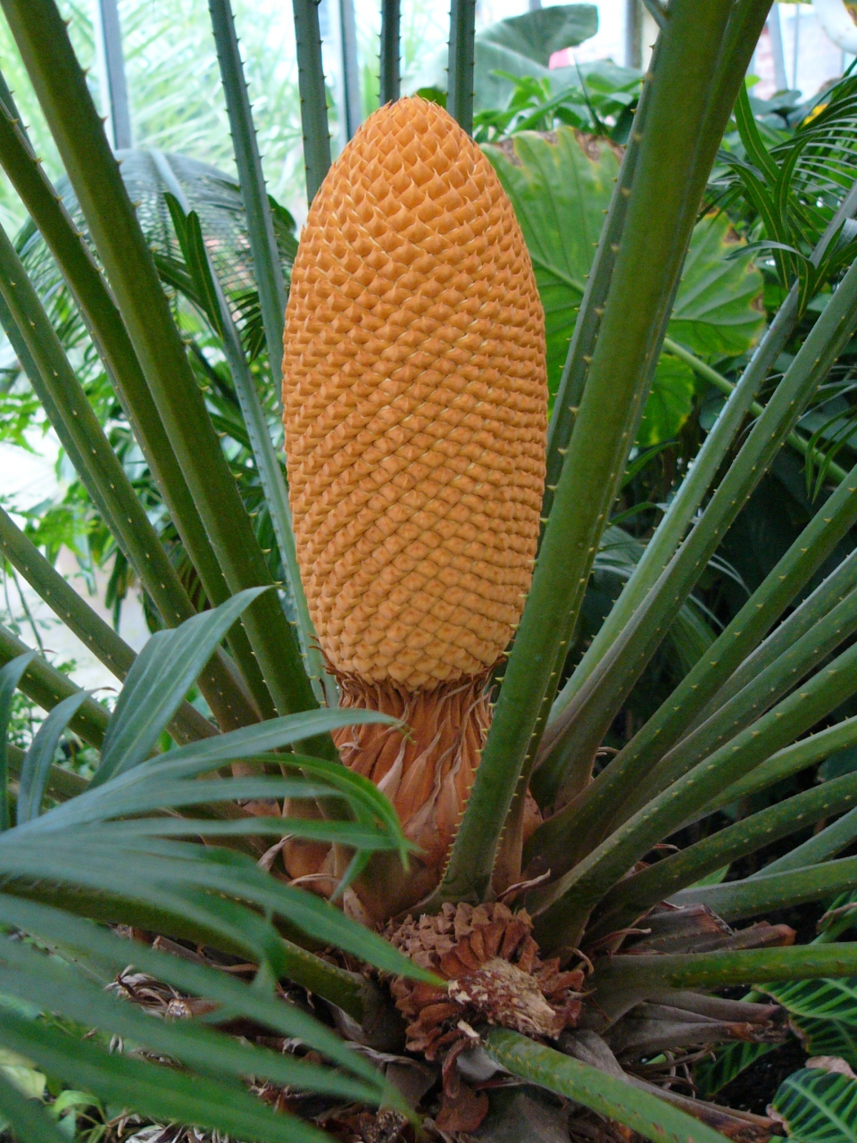 Cycas circinalis