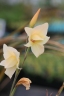 Gladiolus dalenii