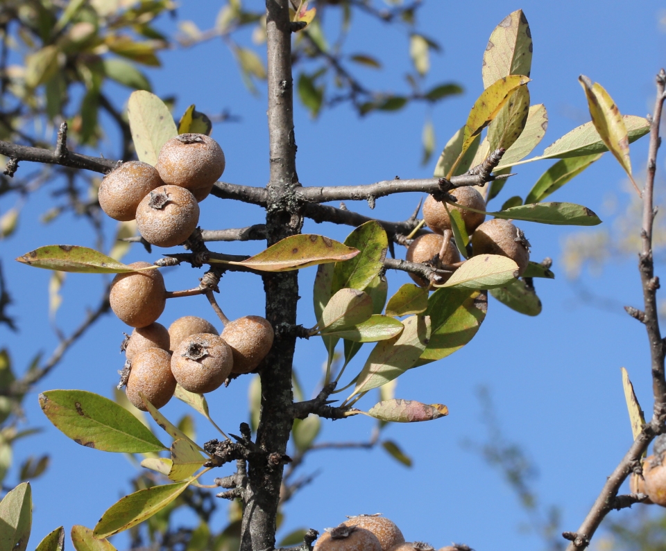 Pyrus spinosa