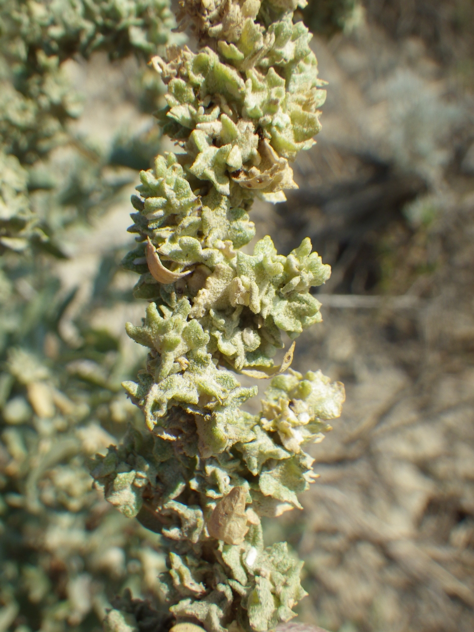 Atriplex gardneri