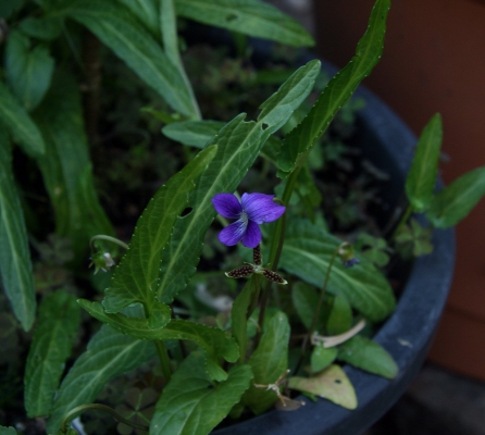 Viola betonicifolia