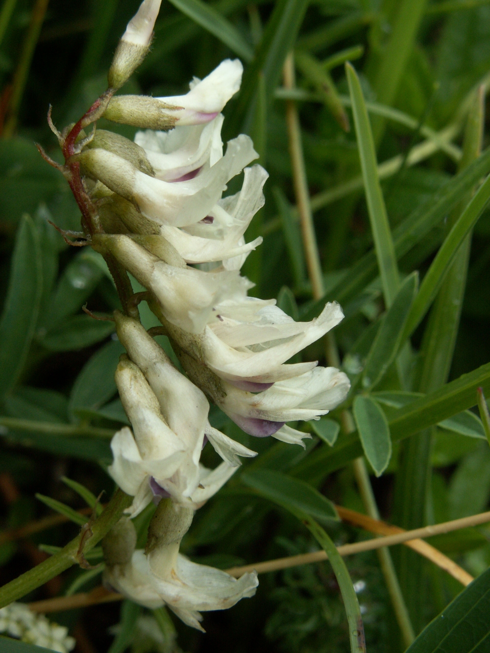 Astragalus australis