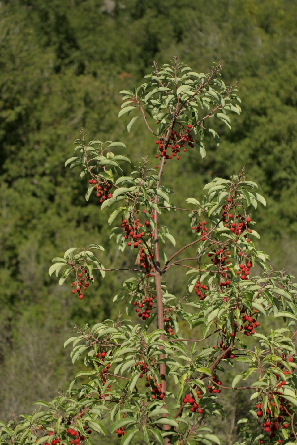 Arbutus andrachne