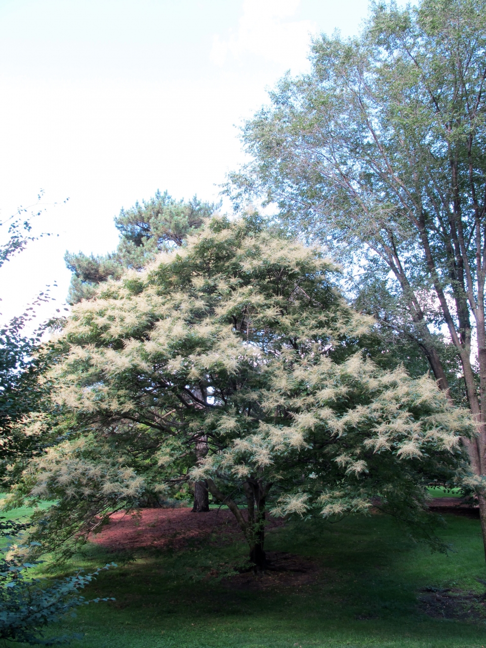 Rhus chinensis