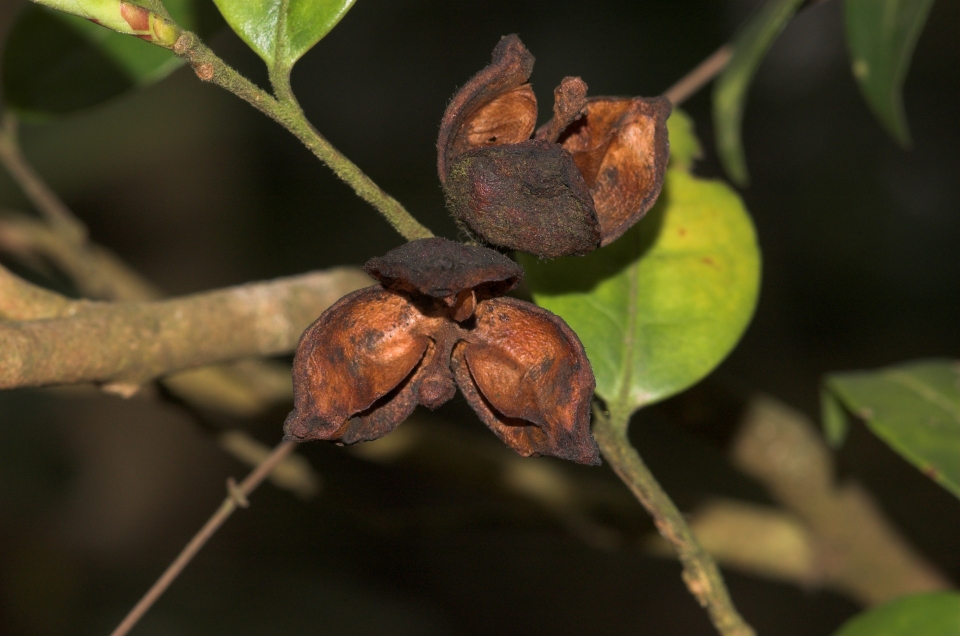 Camellia kissii