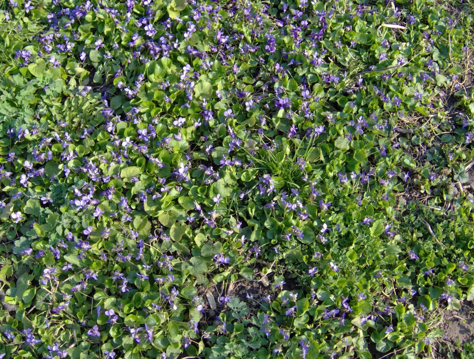 Viola reichenbachiana