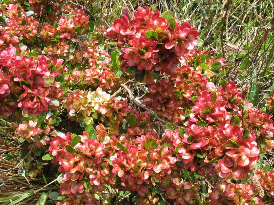 Dodonaea viscosa