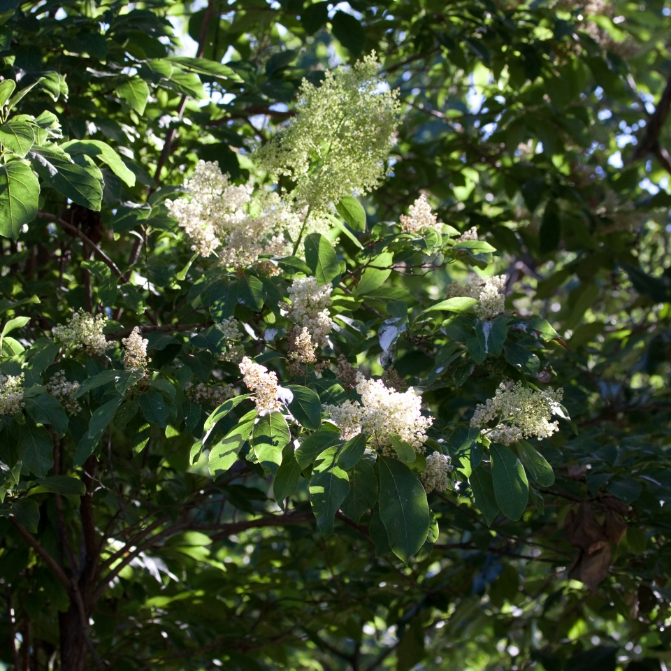 Ehretia acuminata