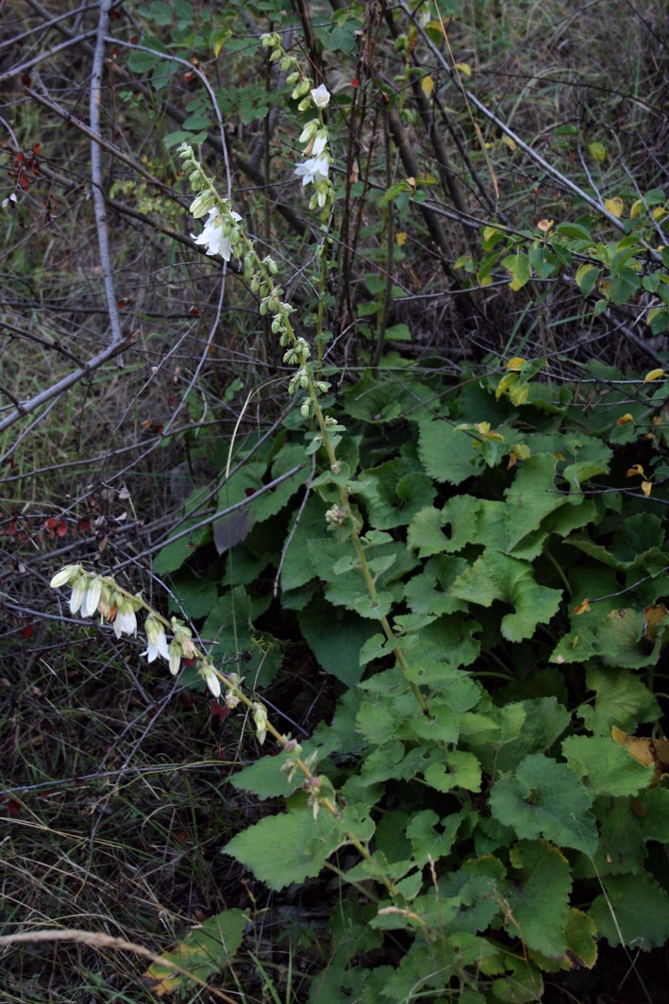 Campanula alliariifolia