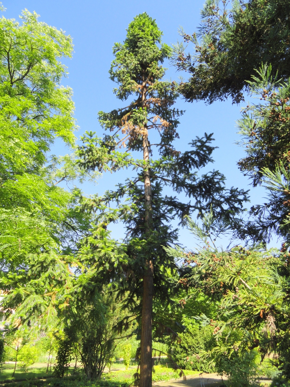 Cunninghamia lanceolata