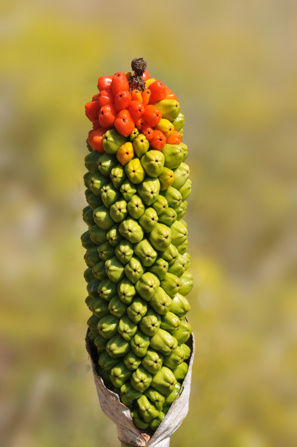 Arum dioscoridis