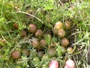 Astragalus crassicarpus