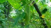 Cucumis sativus