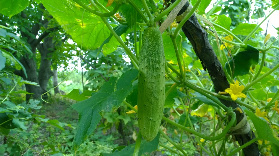 Cucumis sativus