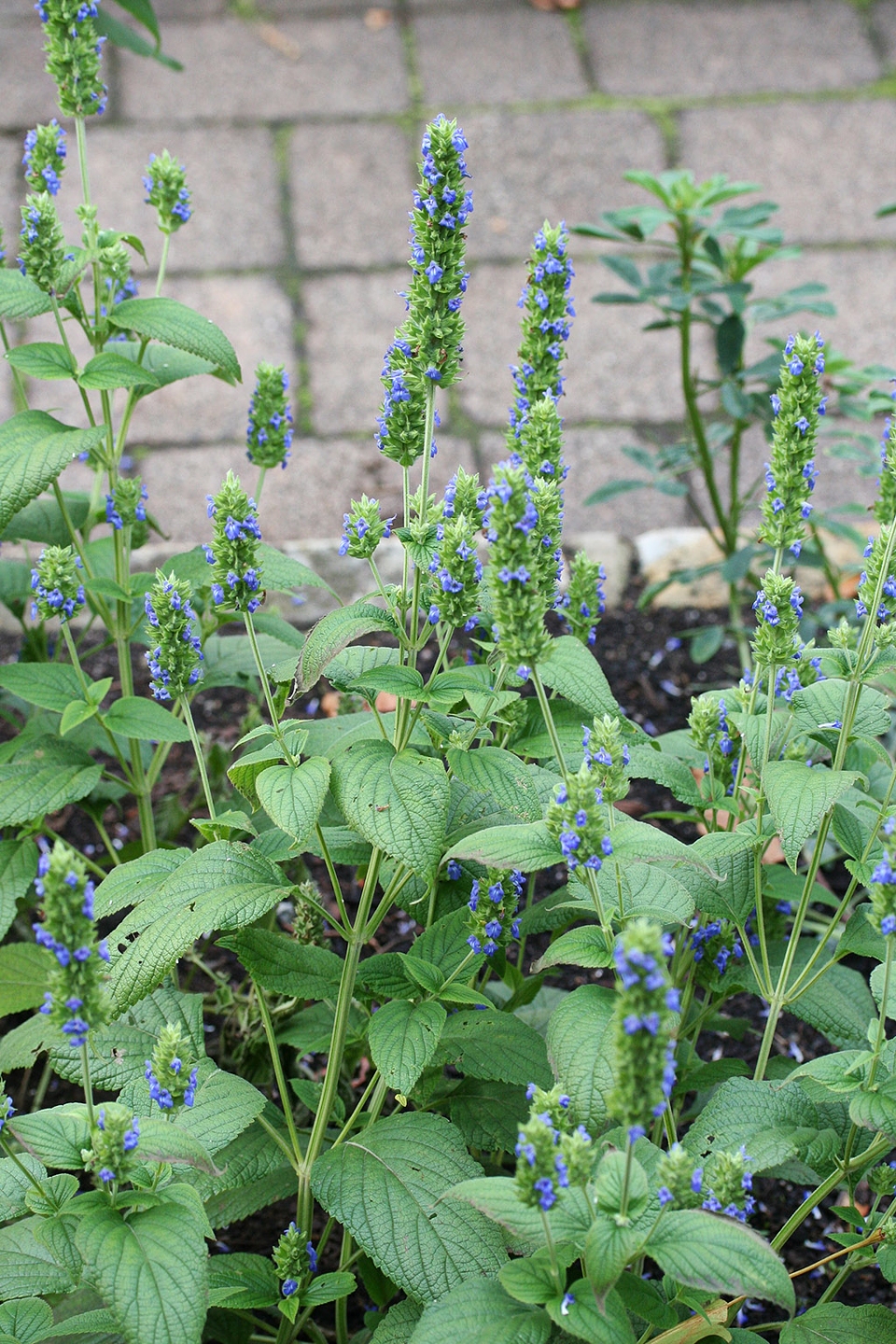 Salvia hispanica