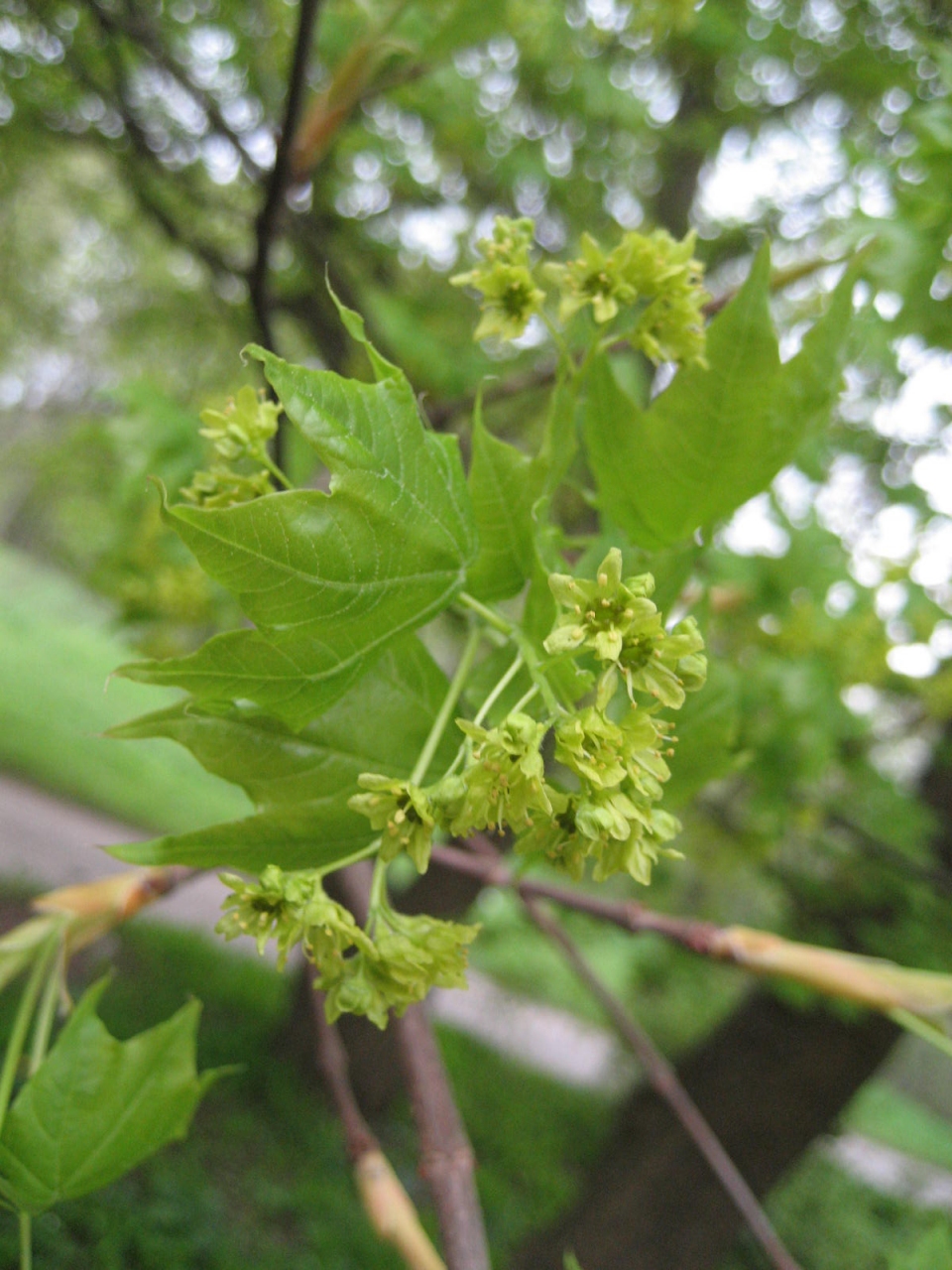 Acer pictum