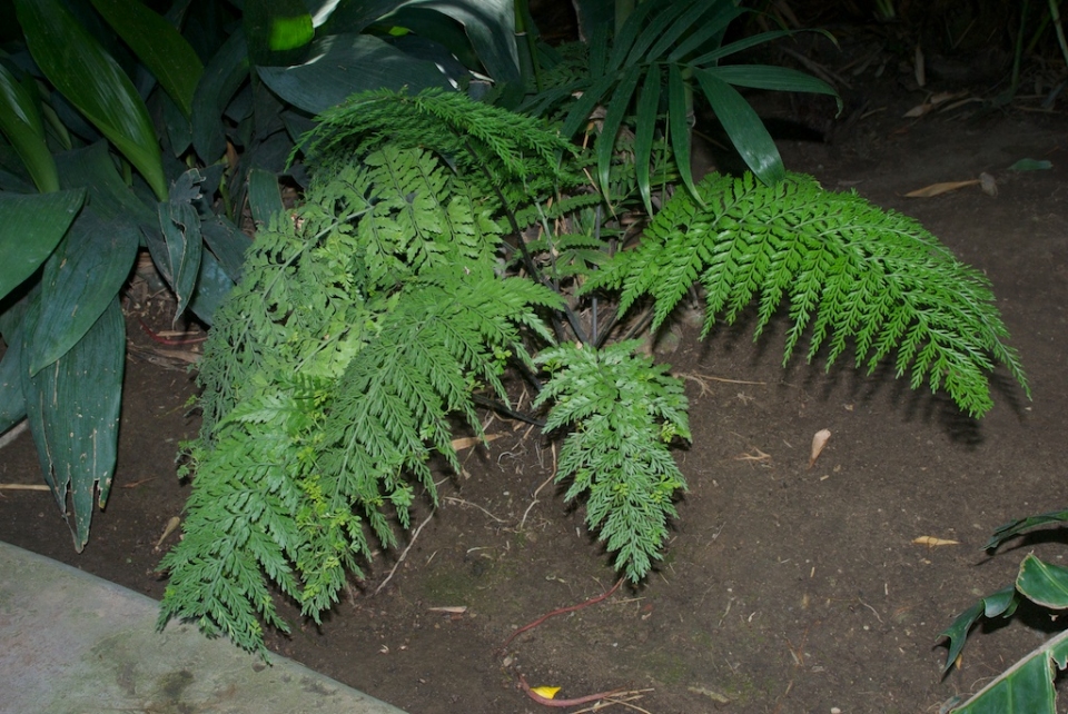 Asplenium bulbiferum