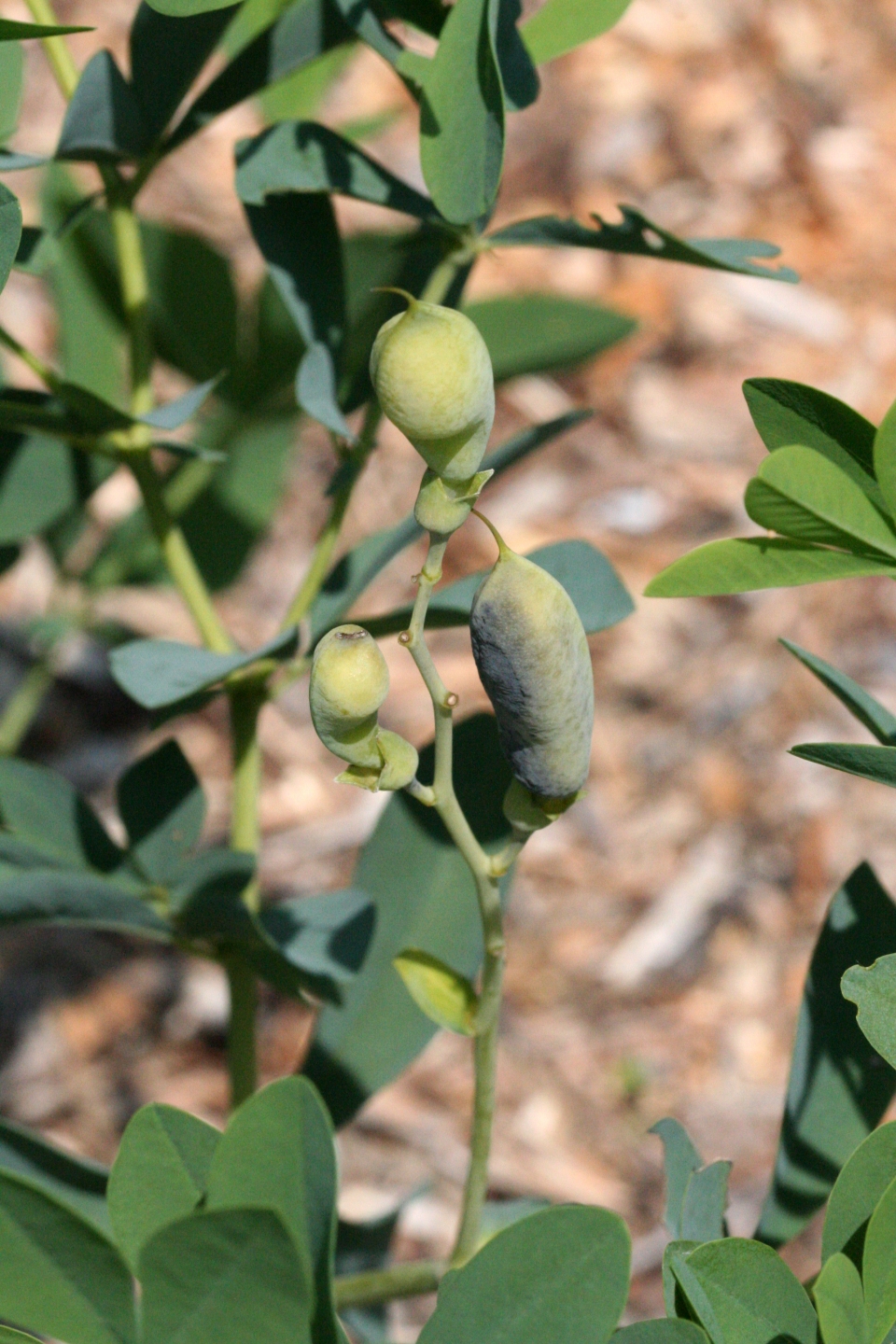 Baptisia tinctoria