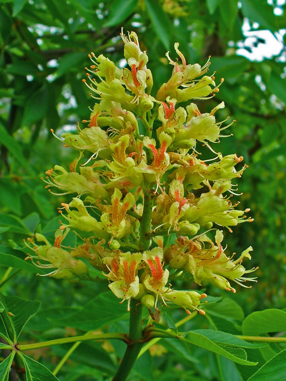 Aesculus glabra