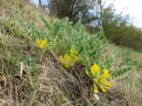 Astragalus exscapus