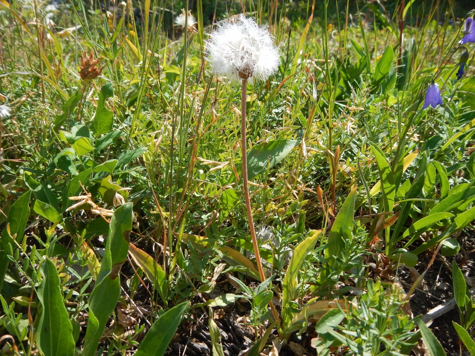 Agoseris glauca