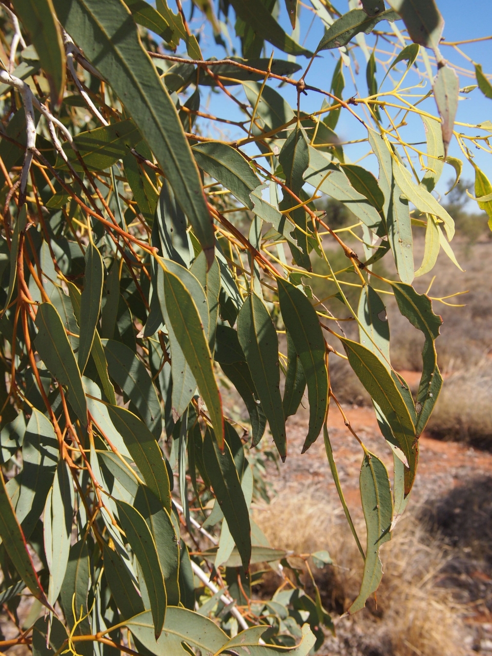 Eucalyptus intertexta