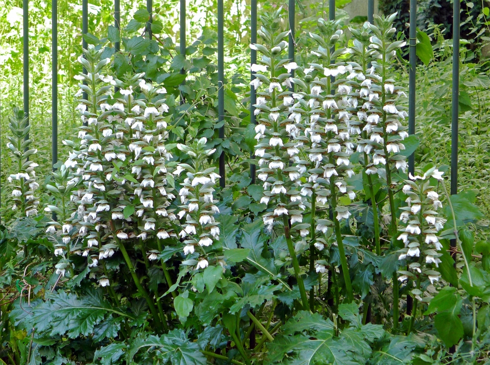 Acanthus mollis