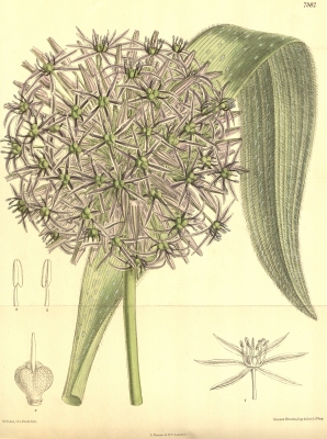 Allium cristophii