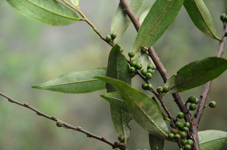 Eurya acuminata