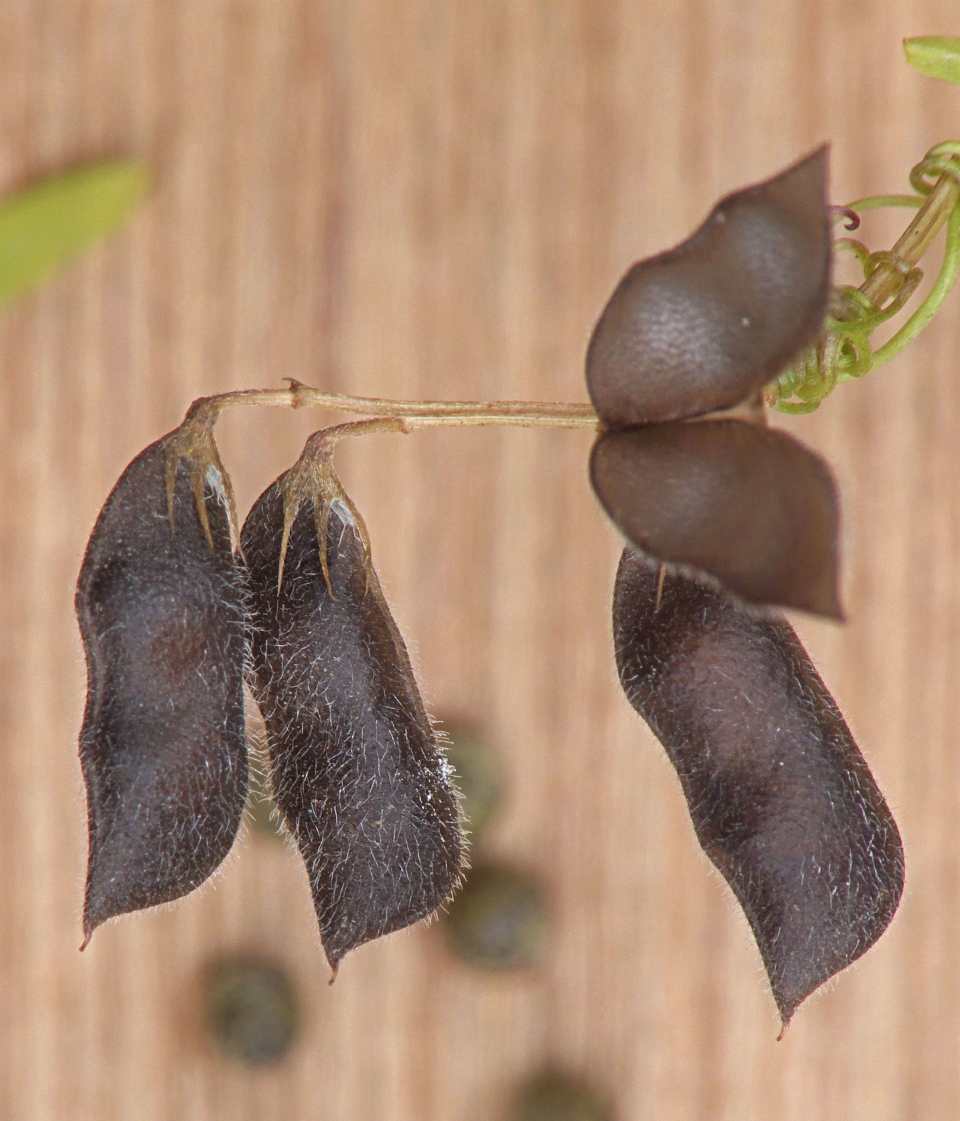 Vicia hirsuta