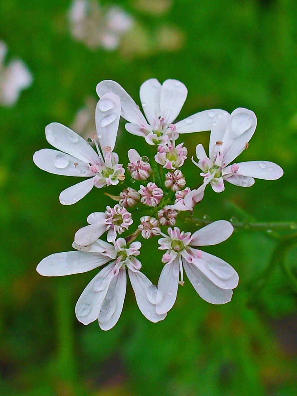 Coriandrum sativum