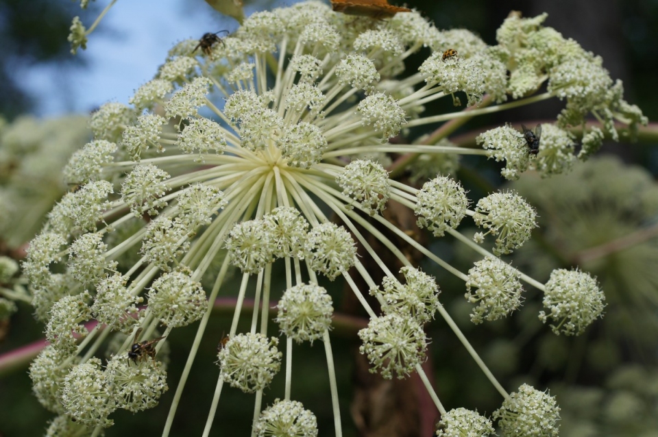 Angelica ursina