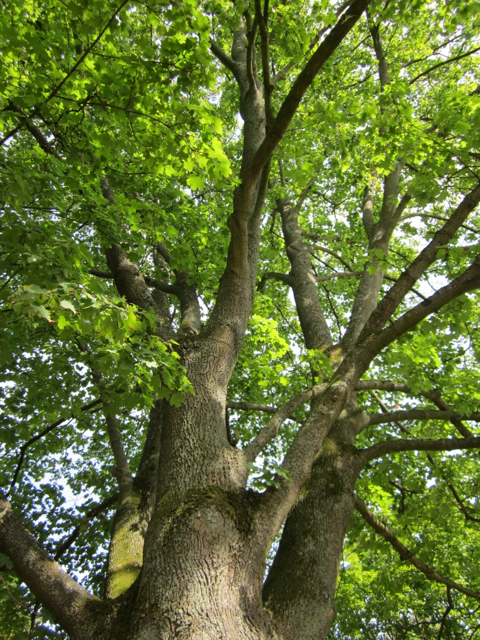 Acer platanoides