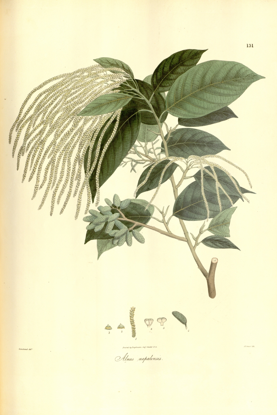 Alnus nepalensis