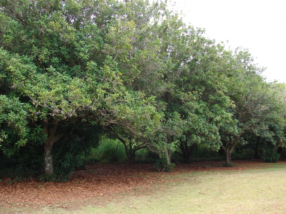 Macadamia integrifolia