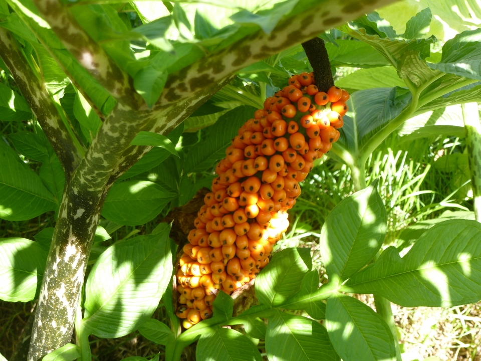 Amorphophallus konjac