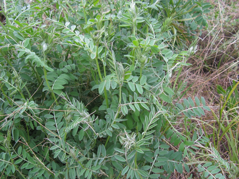 Vicia villosa