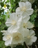 Corynabutilon vitifolium